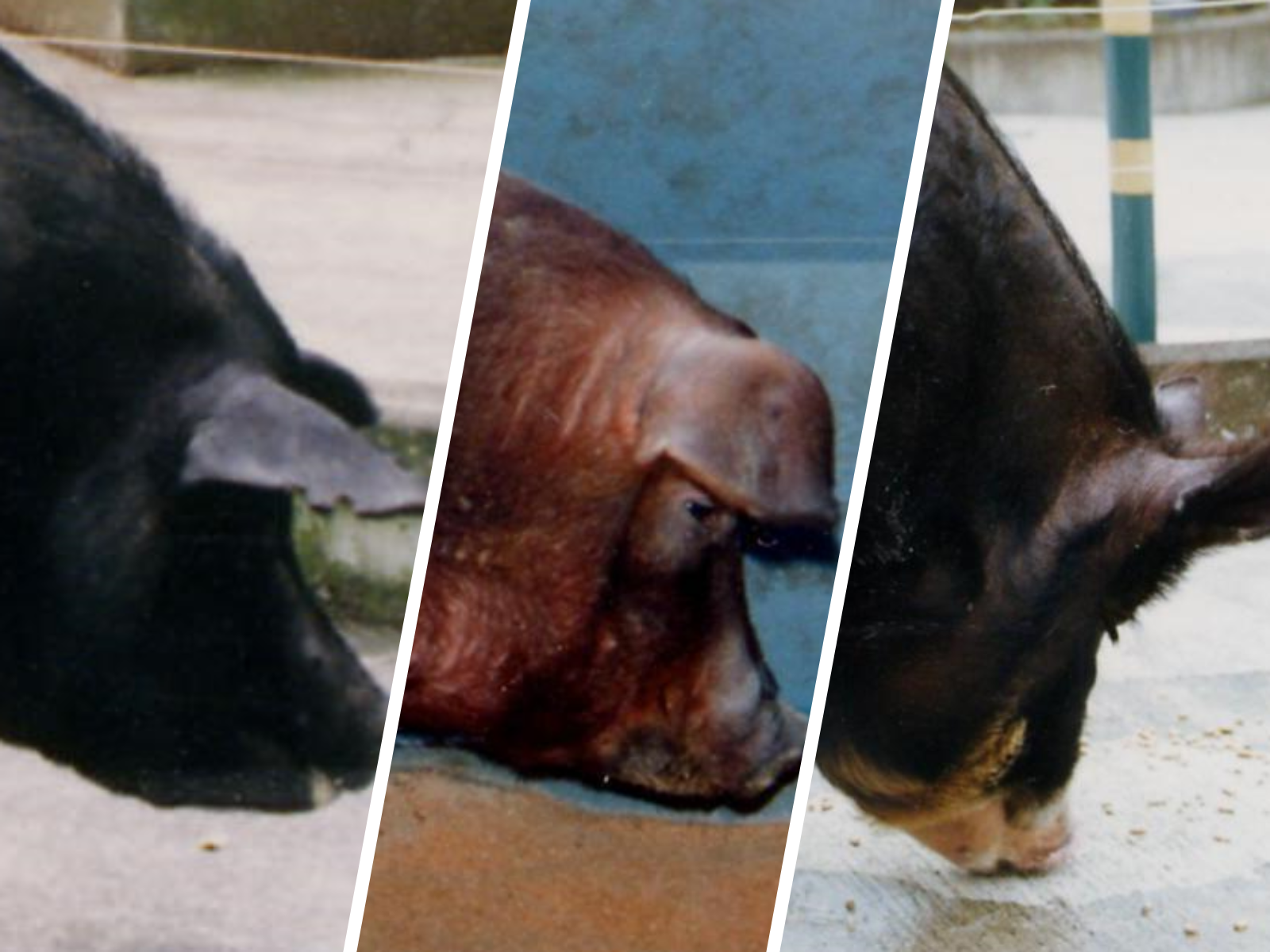 トウキョウXの造成に用いられた3品種 - 東京都農林水産振興財団