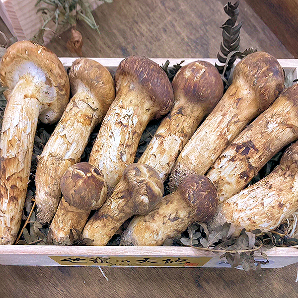 国産『松茸』 - 東京青果株式会社