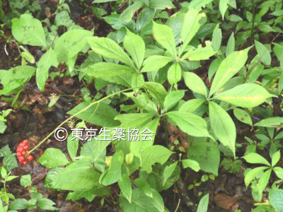 チクセツニンジン／新常用和漢薬集 ｜ 公益社団法人東京生薬協会