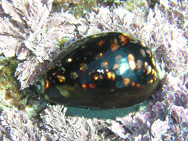ハチジョウダカラ｜公園へ行こう！