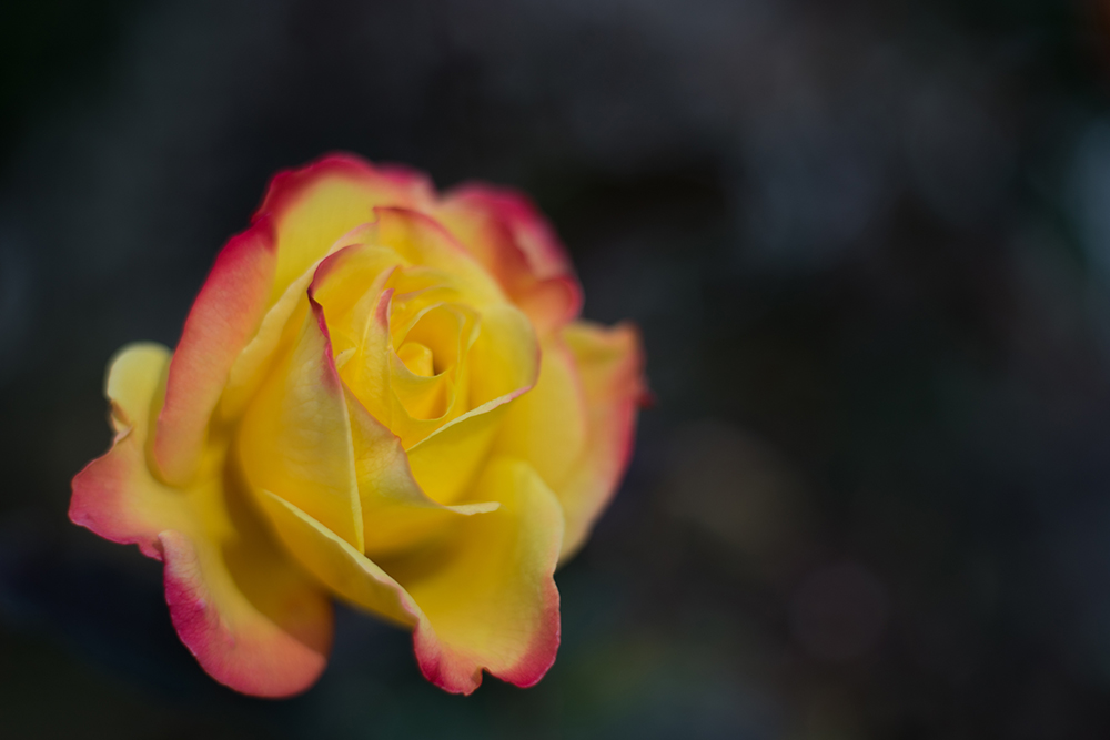 Carl Zeiss Planar 50mm F2 コンタレックスのプラナーで濃厚なツァイス