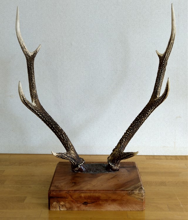 鹿の角 鹿の角/Deer horn（small） | Ueno Handcrafted Goods -上野村の手仕事-