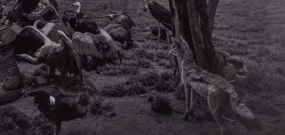 Hyena?Jackal?VultureHyena?Jackal?Vulture|杉本博司Hiroshi Sugimoto