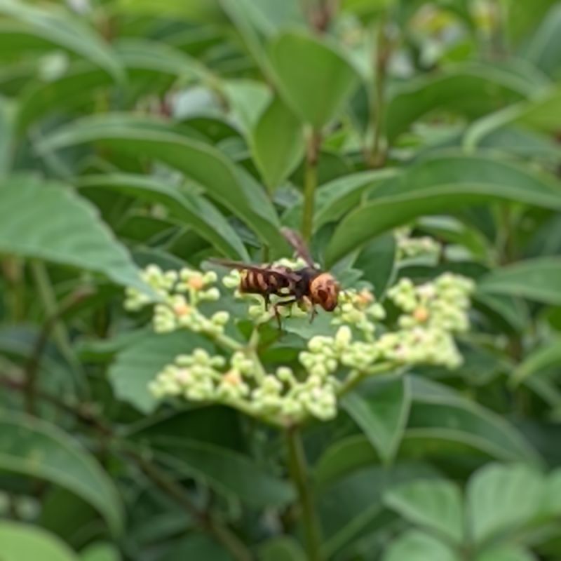 値下げ]業務用スズメバチ捕獲器（2個入り）｜スズメバチ用誘引捕獲剤