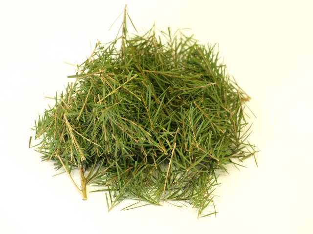 芳香蒸留器ハービック 香りの樹メラレウカ、ティーツリー精油、芳香