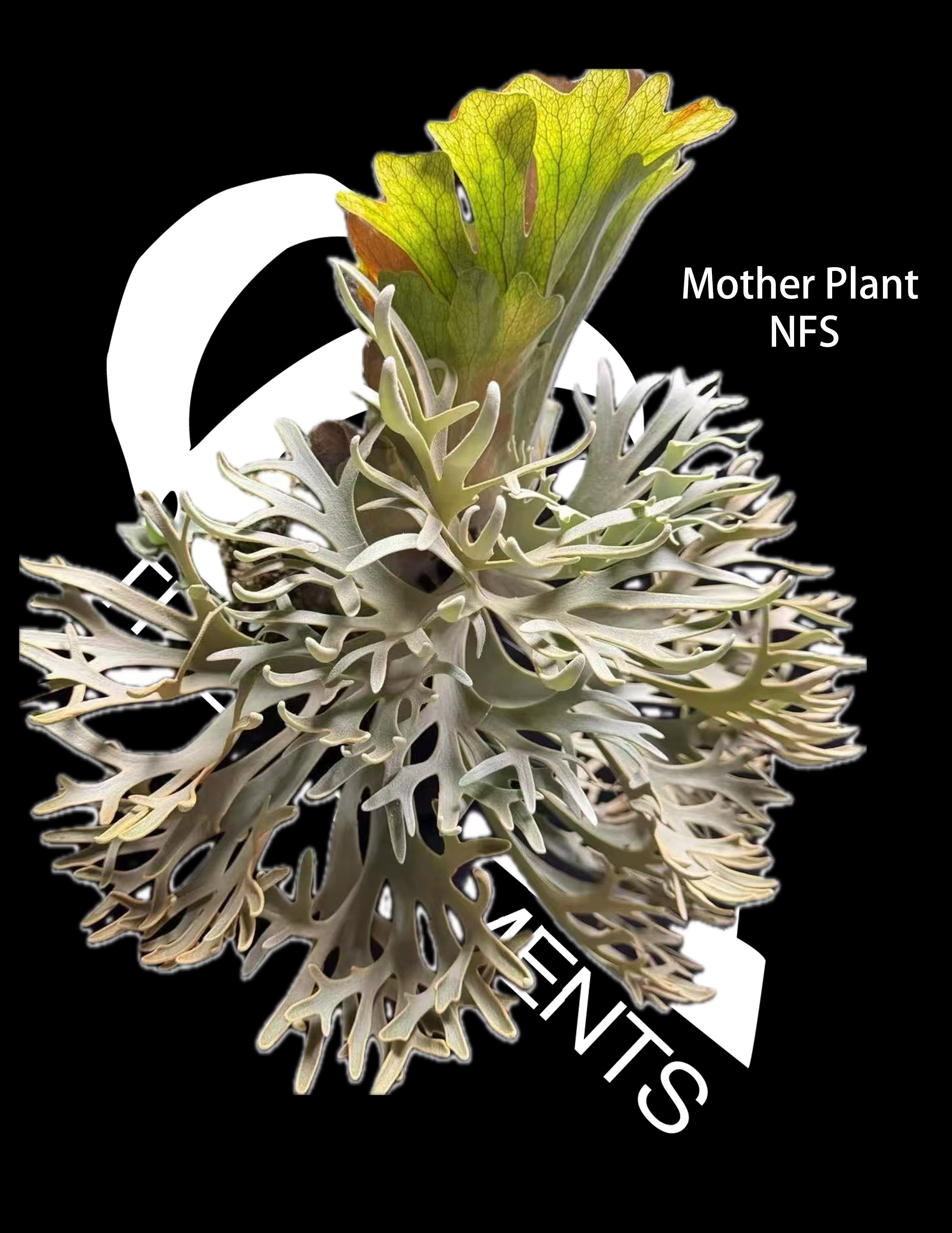 Platycerium Willinckii Dwarf “Nano” Sporeling - thebasements.com