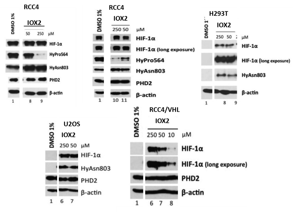 IOX2 | Structural Genomics Consortium