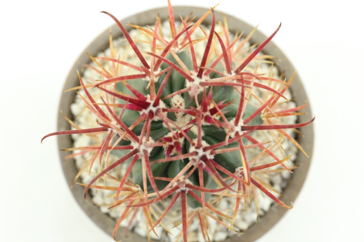 赤刺金冠竜 実生 A2833☆フェロカクタス サボテン☆浦部陽向園