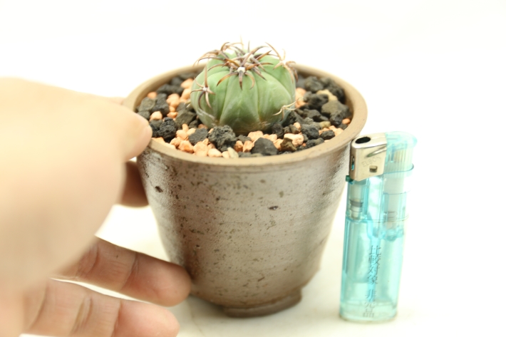 雷帝 実生 A2991☆エキノカクタス サボテン☆浦部陽向園