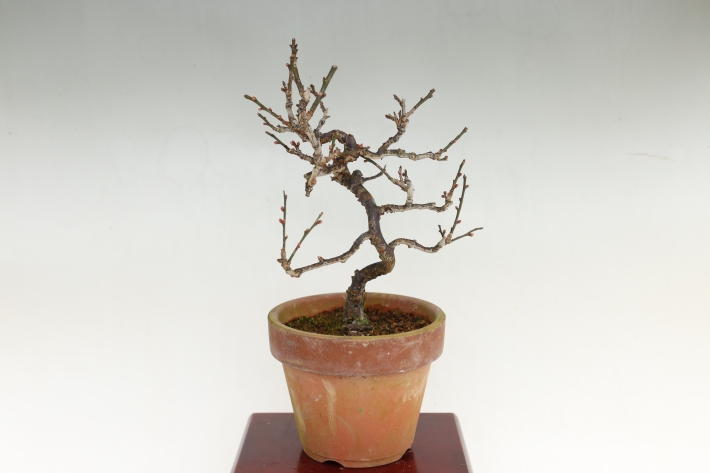 緋梅 A3022☆ヒバイ 野梅 花物実物類 小品盆栽☆「送料無料」浦部陽向園