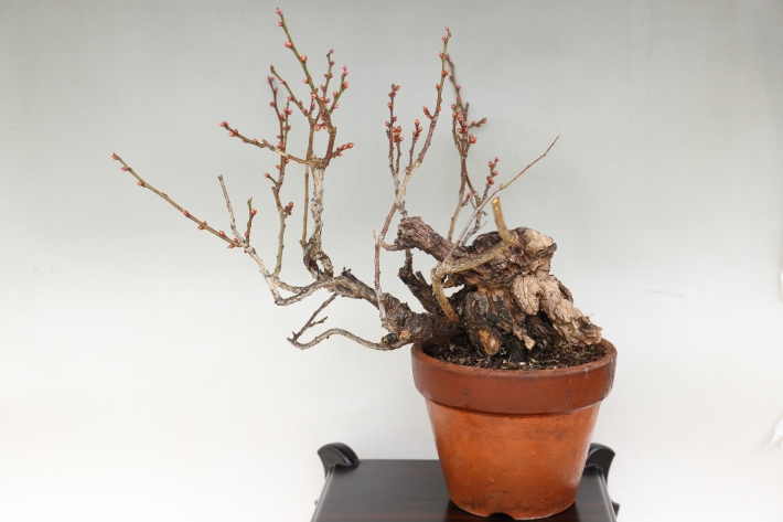 野梅 A3032☆ヤバイ ウメ 花物実物 中品盆栽☆「送料無料」浦部陽向園