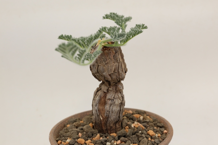 トリステ 輸入球 A3172☆ペラルゴニウム トリステ 多肉植物☆「送料