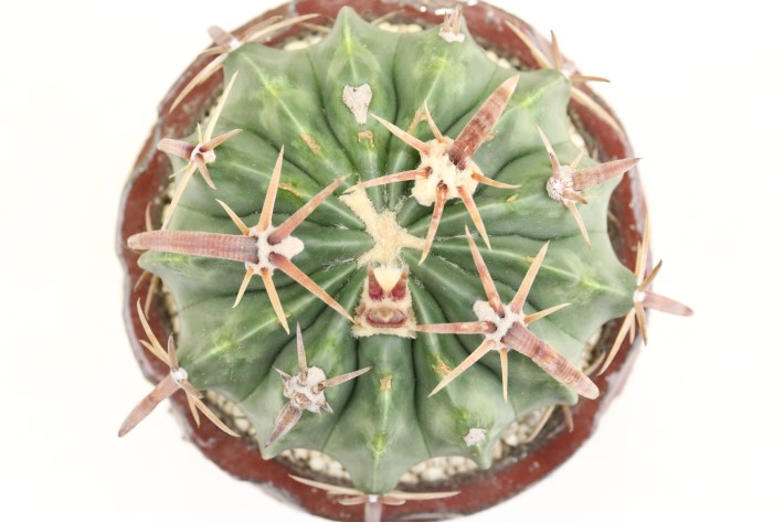 狂刺綾波 実生 A3355☆ホマロケファラ 綾波 サボテン☆「送料無料