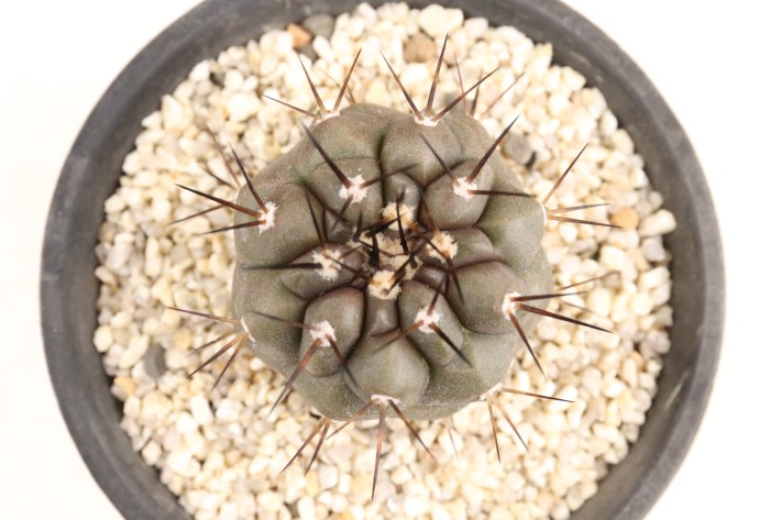 黒王丸 実生 A3368☆コピアポア サボテン☆「送料無料」浦部陽向園