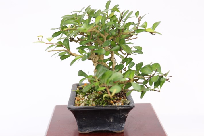 マッコウ A3442☆ハリツルマサキ 花物実物 小品盆栽☆「送料無料」浦部