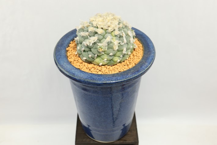 大疣銀冠玉錦 実生 A3569☆ロフォフォラ サボテン☆「送料無料」浦部陽向園