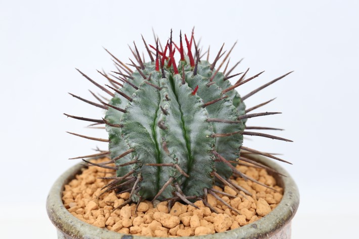 ホリダマジョールtype 実生 A3588☆ユーフォルビア ホリダ 多肉植物