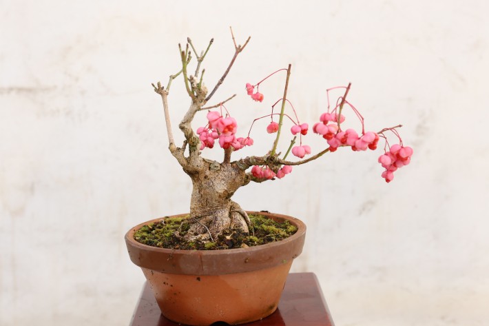 送料無料】真弓 マユミ 小品盆栽 A3805｜盆栽 花物実物｜浦部陽向園