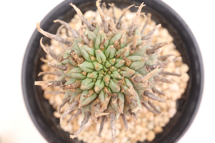 送料無料】闘牛角 スコエンランディー ユーフォルビア 輸入球 A3875