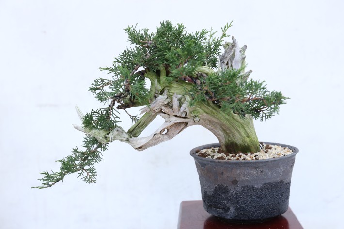 送料無料】糸魚川真柏 イトイガワシンパク 小品盆栽 A3935｜創作盆栽