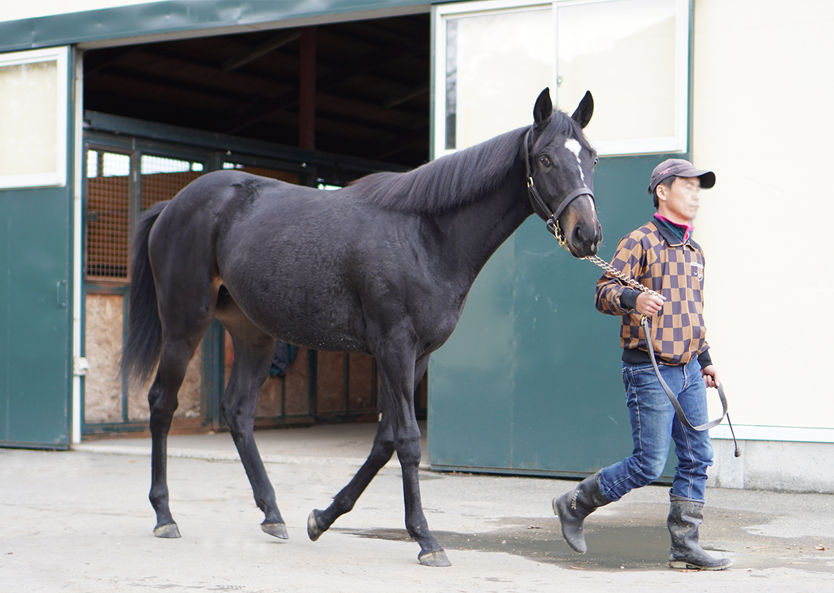 三冠牝馬デアリングタクトの全妹に会ってきました 【馬体の見かた講座