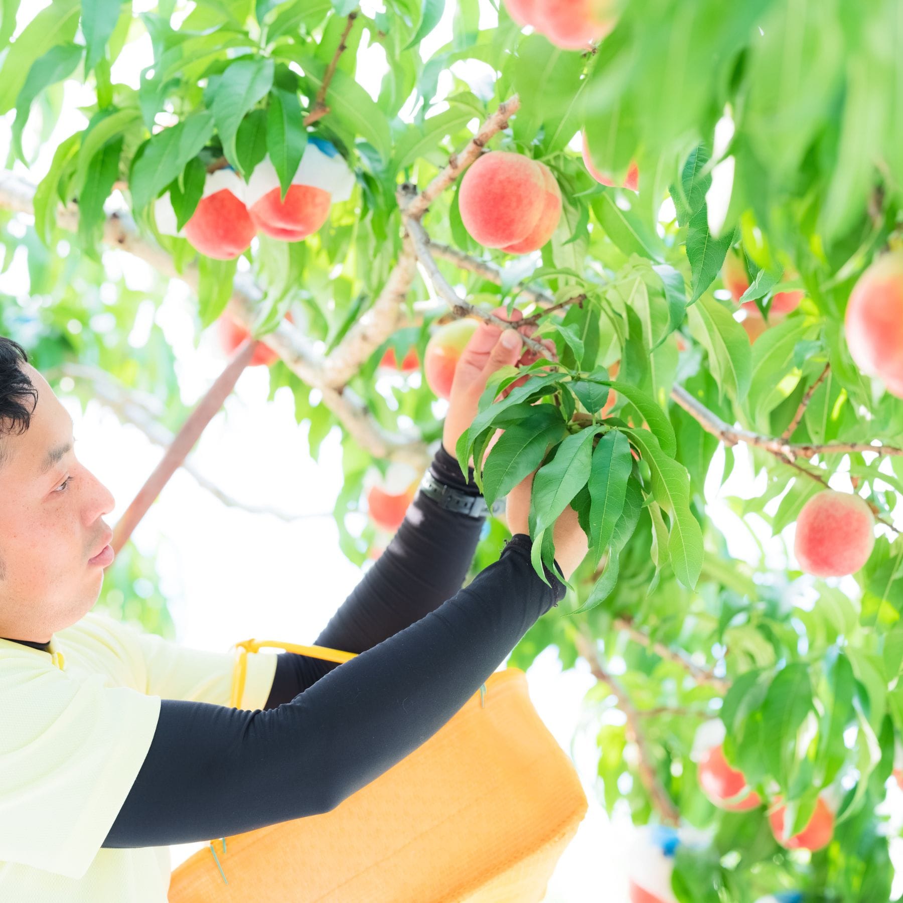 エアリーフルーツ 完熟桃 10g フリーズドライフルーツ