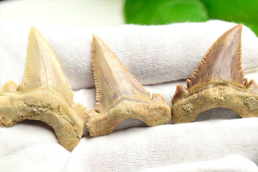 ホホジロザメ 歯 牙 化石｜サメの歯（約5g～6g）｜モロッコ産