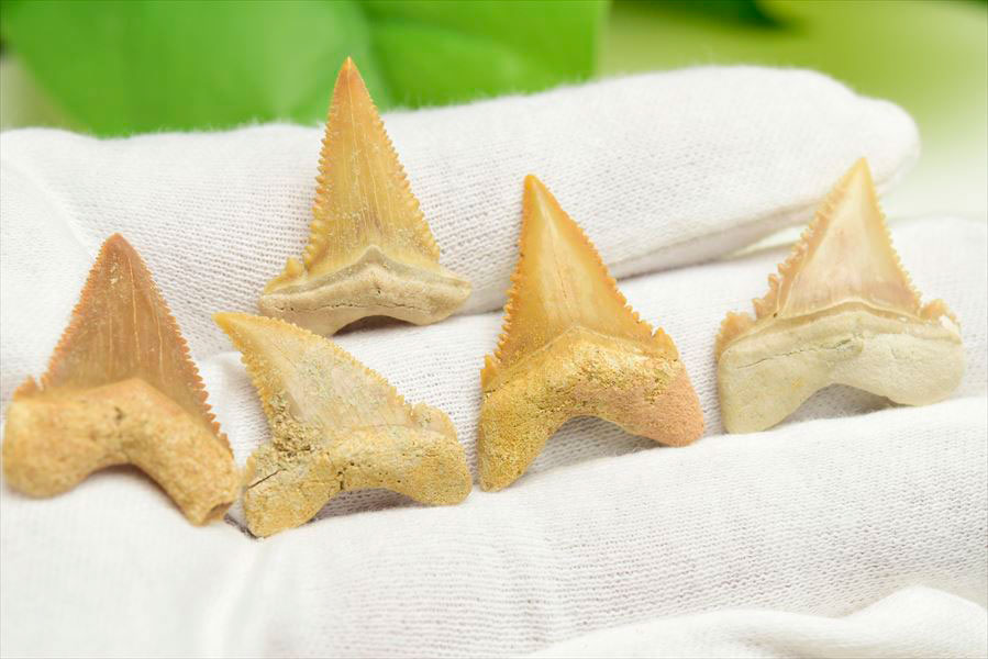 ホホジロザメ 歯 牙 化石｜サメの歯（約8g～10g）｜モロッコ産