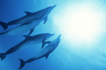 海の写真のボルボックス・写真カタログ / 鯨・イルカ・海の動物