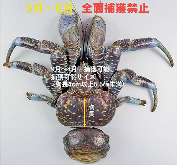 ヤシガニ保護条例を施行