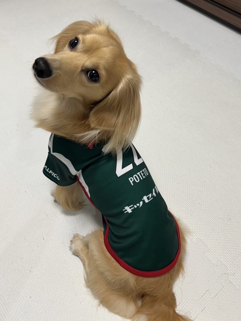 10/5（土）より「2024ドッグユニフォーム」受注販売のお知らせ | 松本