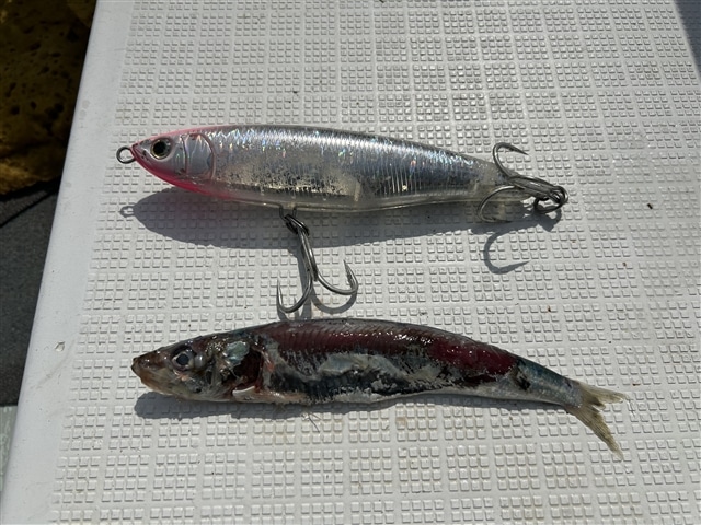 釣果情報コーナー｜Maria｜海のルアーフィッシングのパイオニア