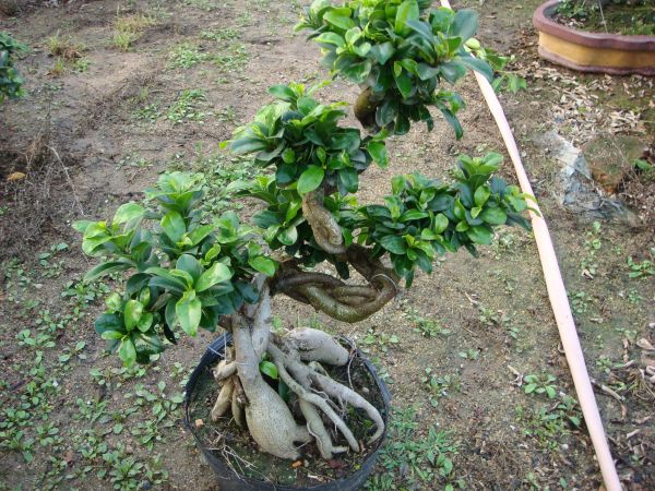 China S Shaped Ficus Bonsai Microcarpa Bonsai Tree factory and