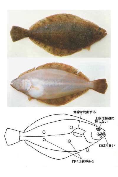 図鑑／ヒラメ・カレイ類 | 岩手県水産技術センターWeb