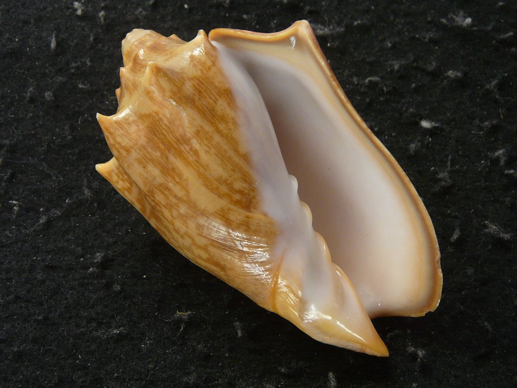 貝殻の標本 リュウグウボラ（ガクフボラ科） 貝殻の標本 リュウグウ