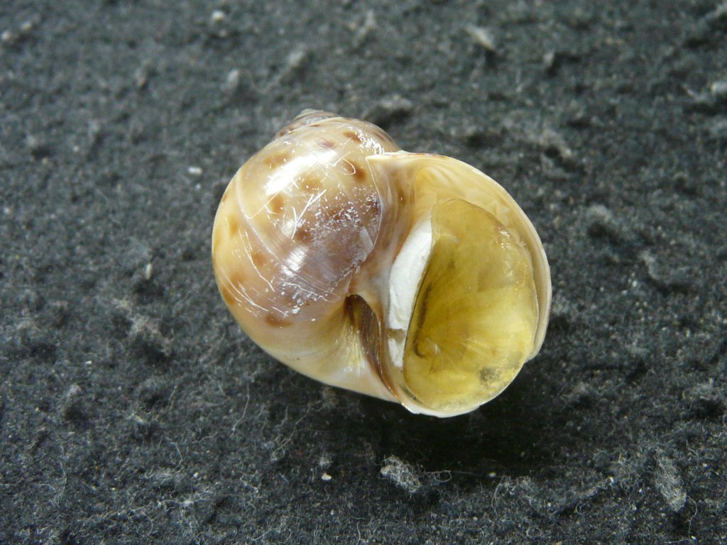 タマガイ科｜貝殻標本店「F]