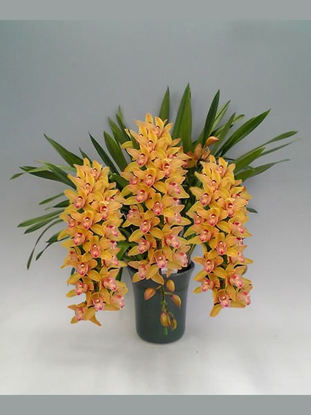 アーチ仕立て シンビジューム ミリオンキッス 5本立ち♪ラッピング無料