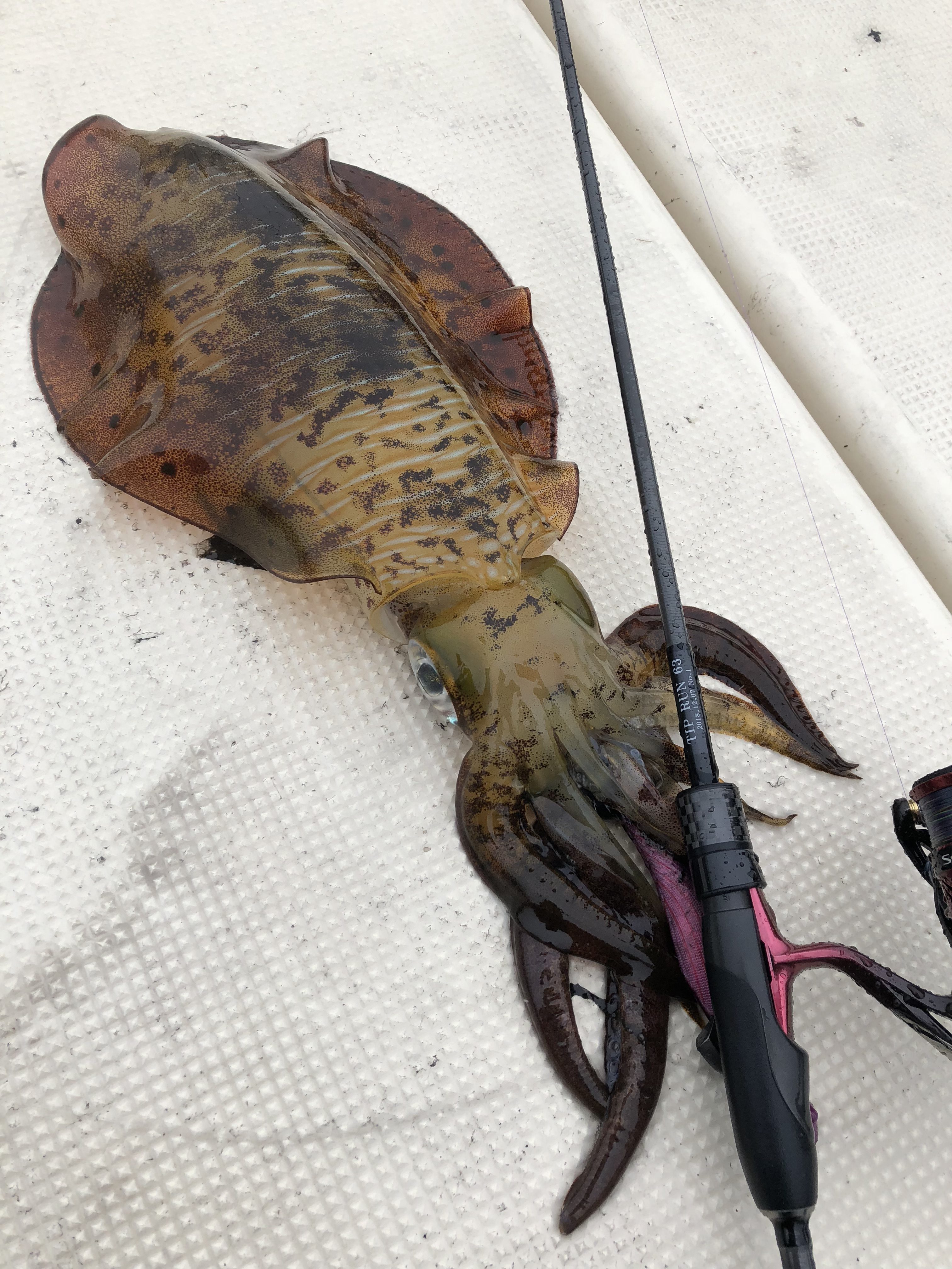 Battlewhip TR 63/N(No-Look)について | YAMAGA BlanksYAMAGA Blanks