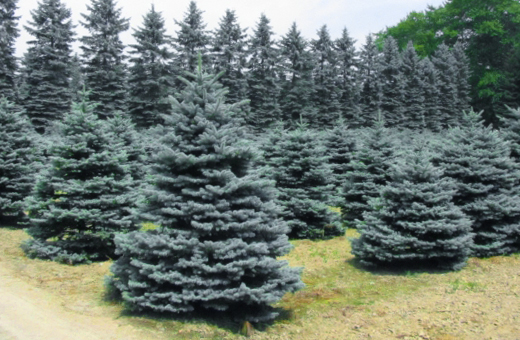 コニファーの最高峰！クリスマスの木・プンゲンストウヒ(コロラド