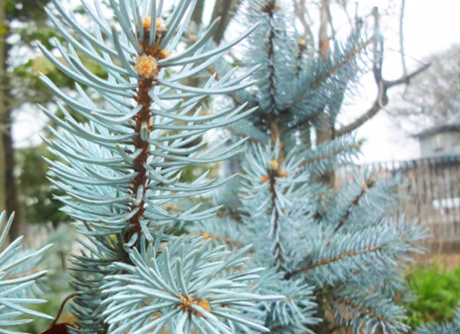 コニファーの最高峰！クリスマスの木・プンゲンストウヒ(コロラド