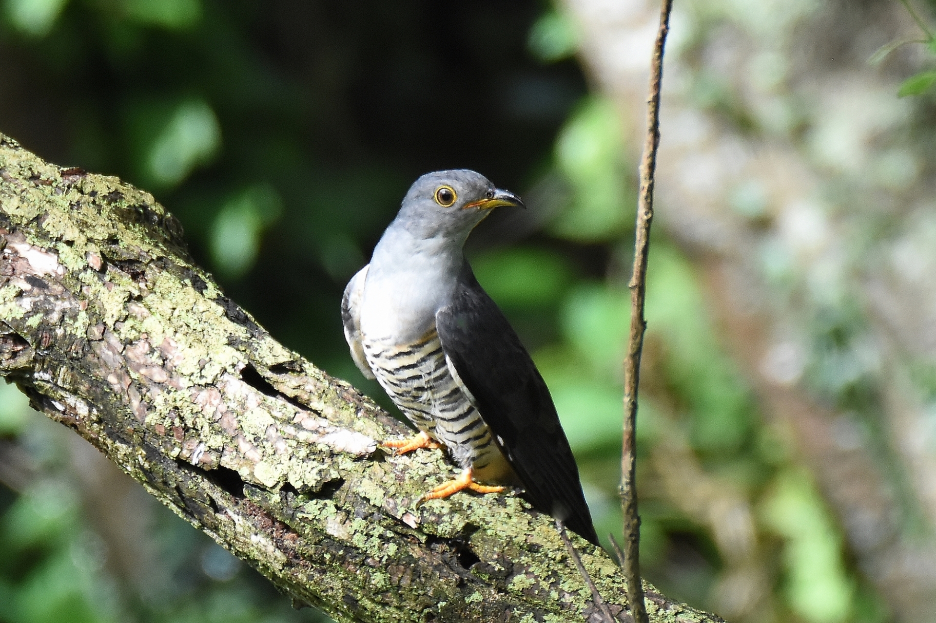ツツドリ | 野鳥図鑑 | 特徴・生態・観察ポイント