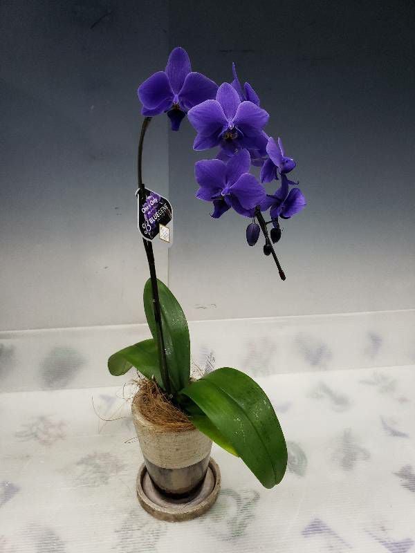 遺伝子組み換え胡蝶蘭 ファレノプシス 'ブルージーン' Phal. 'BlueGene