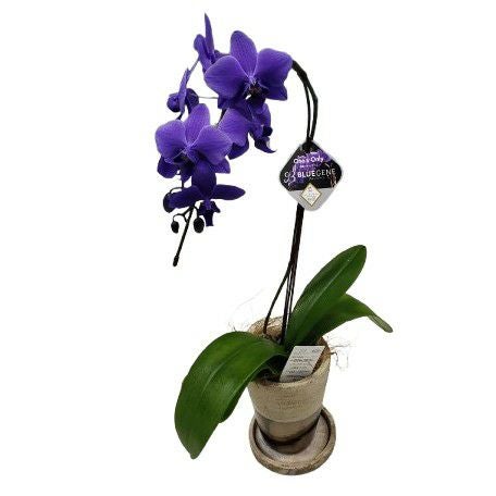 遺伝子組み換え胡蝶蘭 ファレノプシス 'ブルージーン' Phal. 'BlueGene