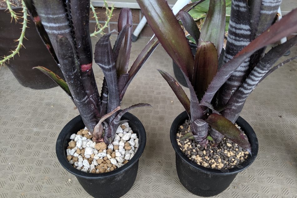 Billbergia 'Darth Vader'（ビルベルギア・ダースベイダー）の育て方