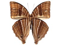 Amathusia phidippus phidippus