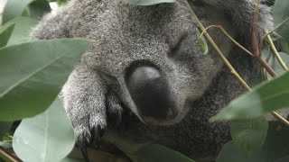 コアラ | 動物図鑑 | ZFC.jp