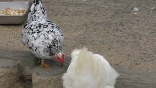 ニワトリ | 動物図鑑 | ZFC.jp