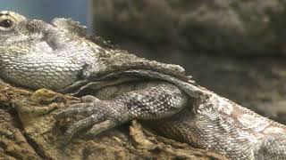 エリマキトカゲ | 動物図鑑 | ZFC.jp