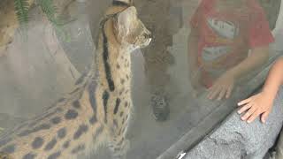 サーバル | 動物図鑑 | ZFC.jp