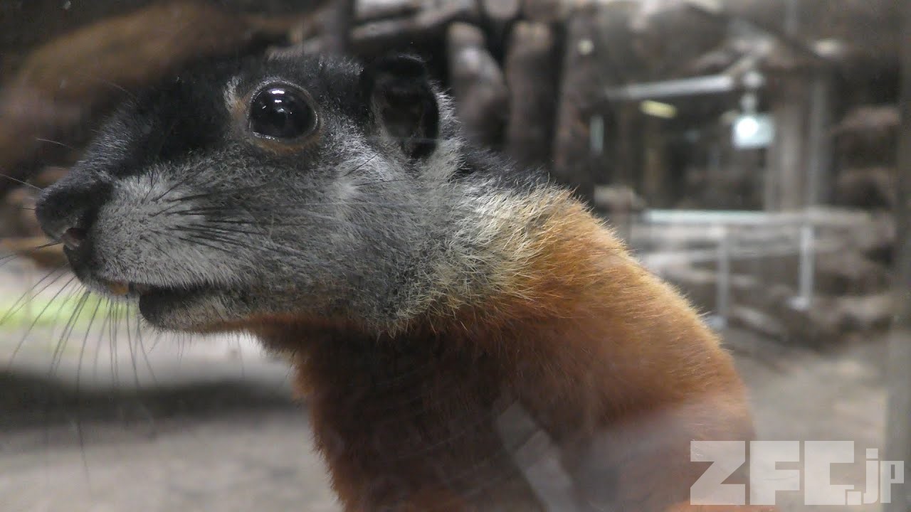 ミケリス (上野動物園) 2018年7月7日 | ZFC.jp